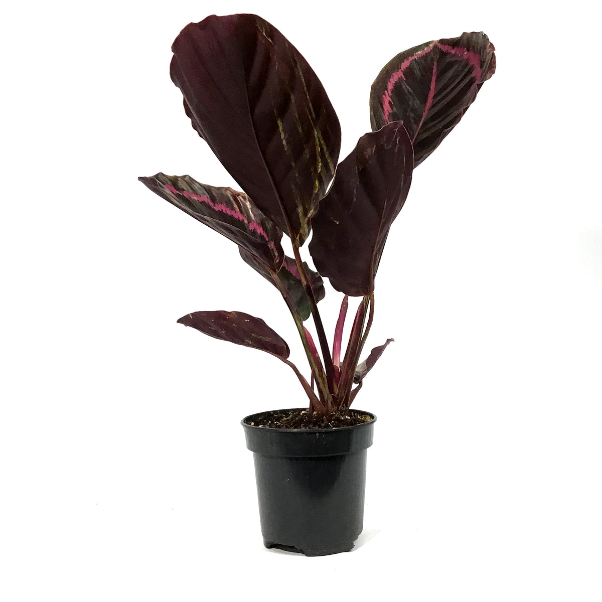 Calathea, 4in, Surprise Star