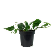 Epipremnum Pinnatum, 4in, Variegated