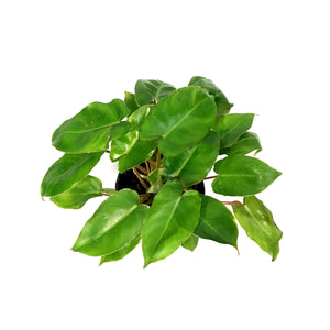 Philodendron, 4in, Burle Marx