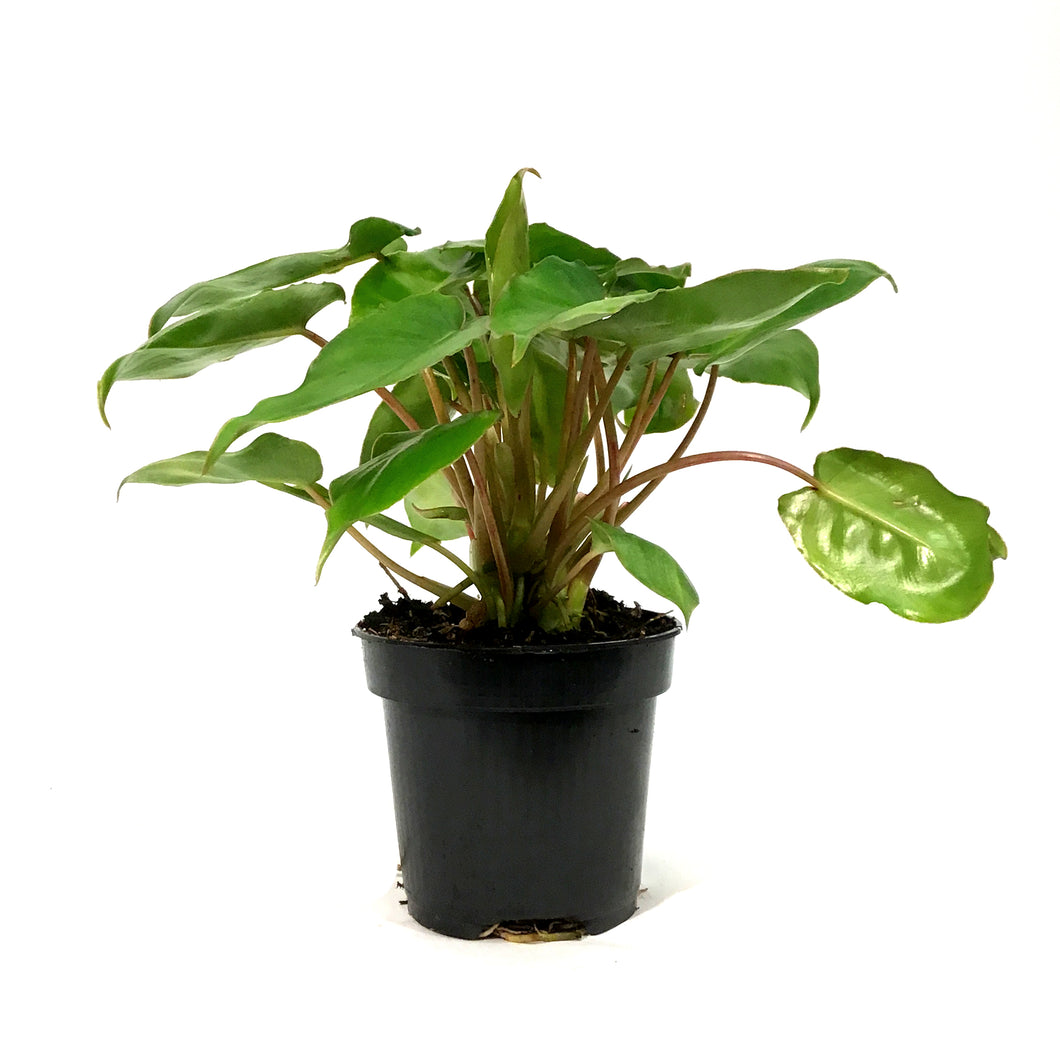 Philodendron, 4in, Burle Marx