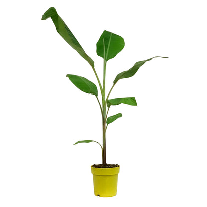 Banana, 7.5in