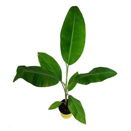 Banana, 7.5in