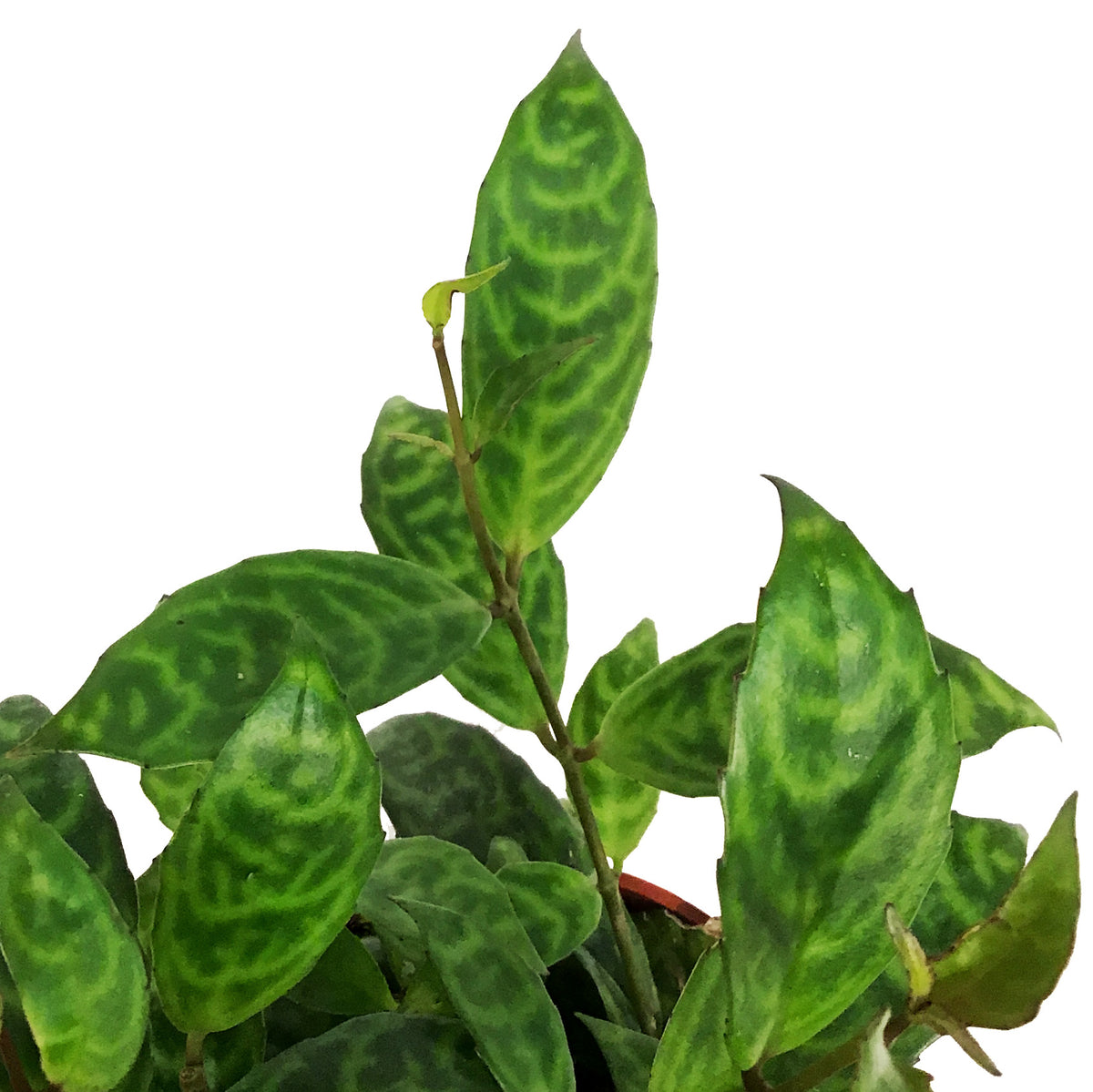 Lipstick Plant, 4in, Black Pagoda