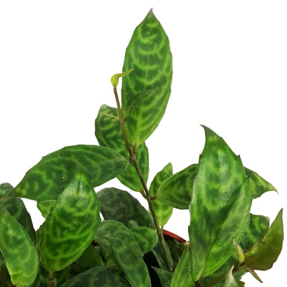 Lipstick Plant, 4in, Black Pagoda