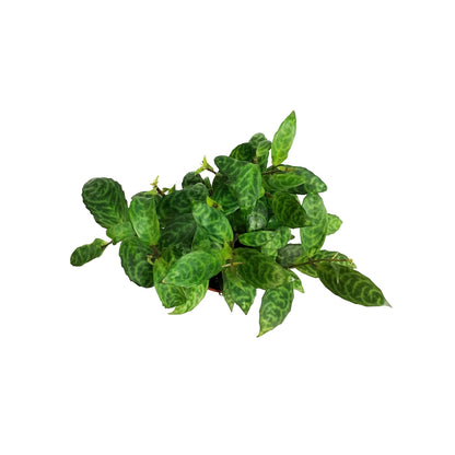 Lipstick Plant, 4in, Black Pagoda