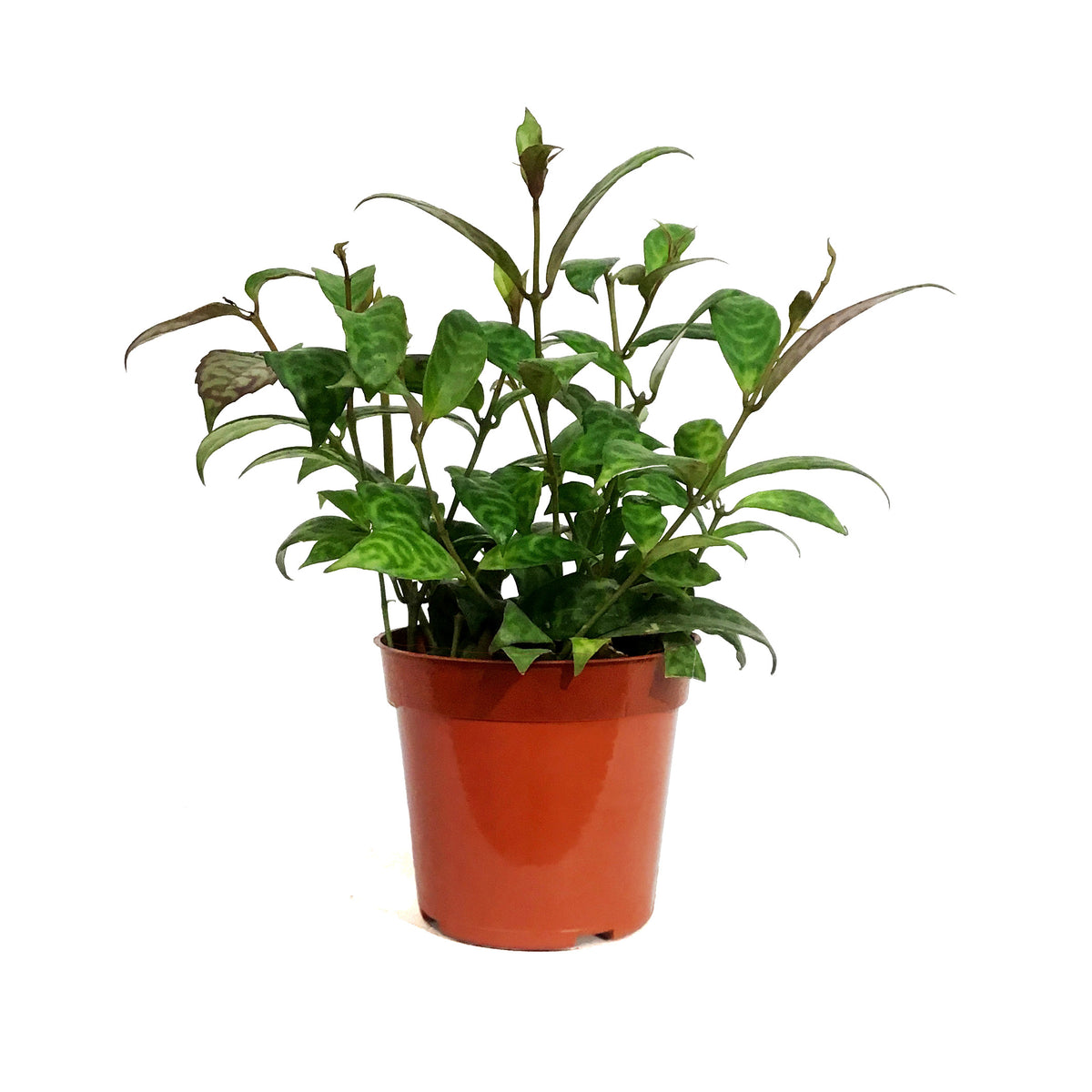 Lipstick Plant, 4in, Black Pagoda