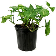 Syngonium, 10in, White Butterfly