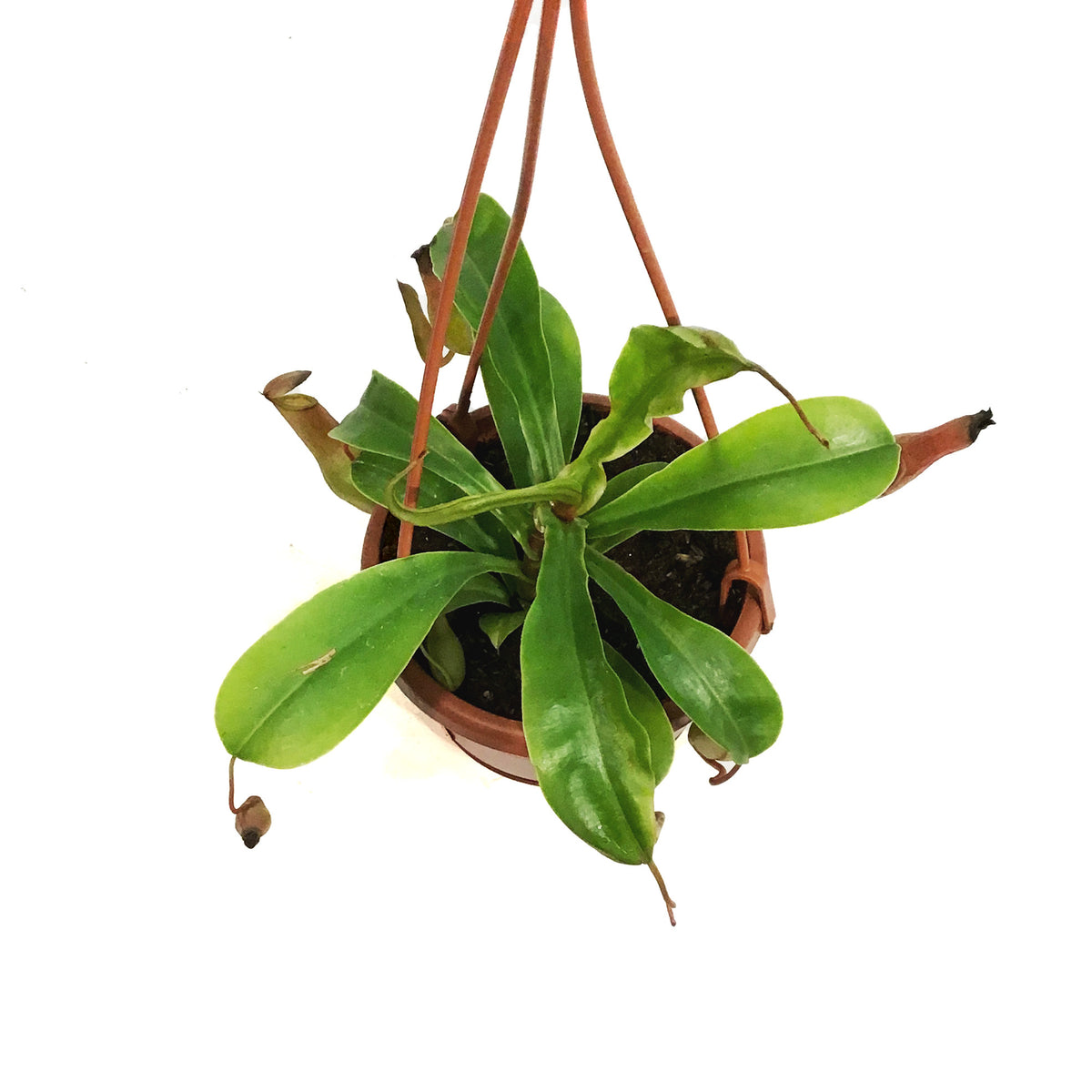 Nepenthes, 4in HB, Alata