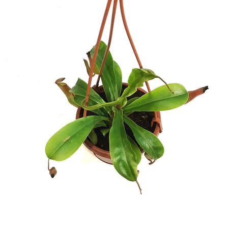 Nepenthes, 4in HB, Alata