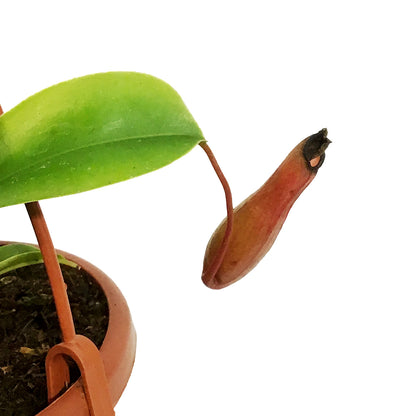 Nepenthes, 4in HB, Alata