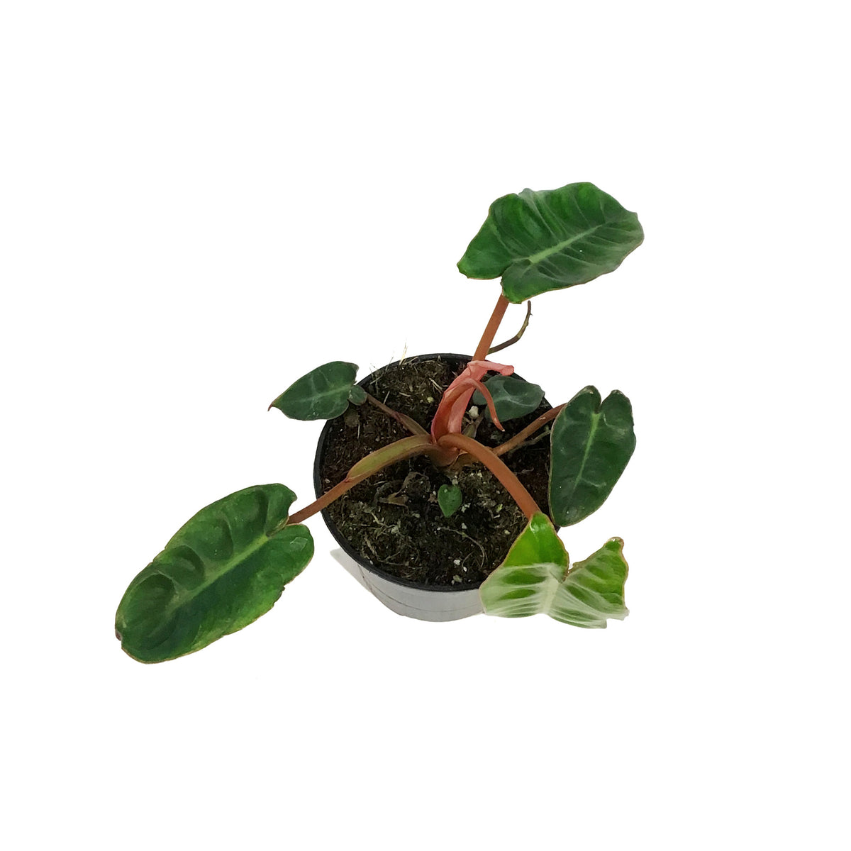 Philodendron, 4in, Billietiae