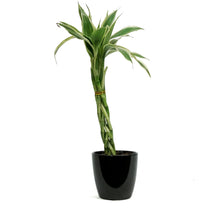 Load image into Gallery viewer, Lucky Bamboo, 4in, Twist in Ceramic Pot
