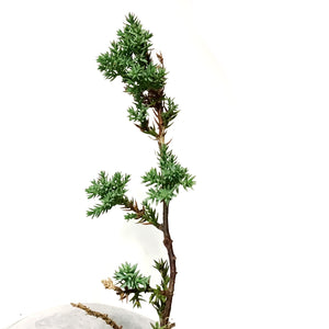 Bonsai, 8in, Juniper in Cement Pot