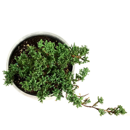 Bonsai, 8in, Juniper in Cement Pot