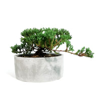 Bonsai, 8in, Juniper in Cement Pot
