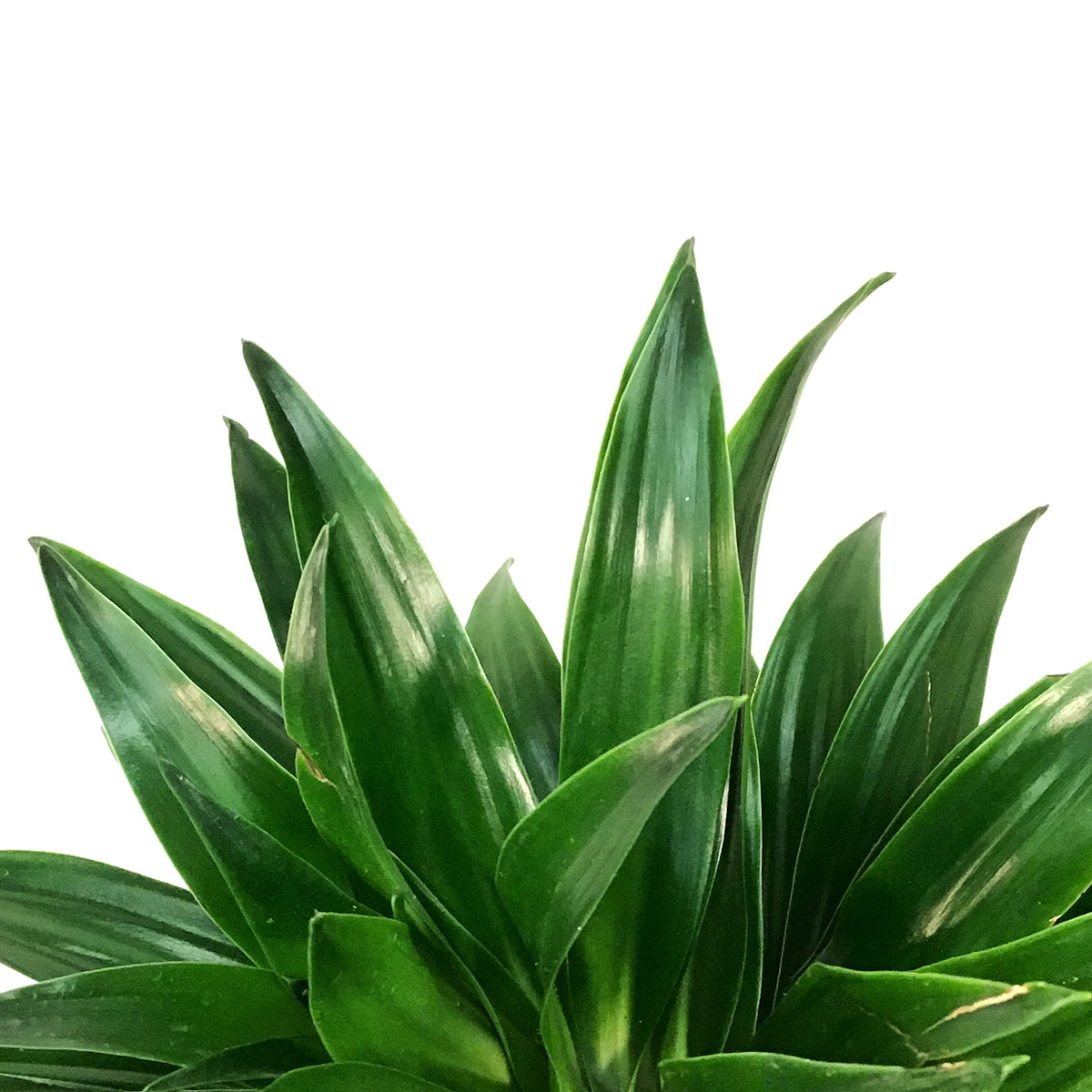 Dracaena, 10in, Janet Craig Compacta