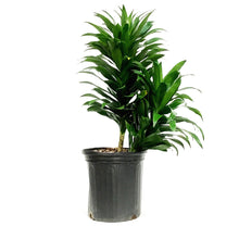 Load image into Gallery viewer, Dracaena, 10in, Janet Craig Compacta
