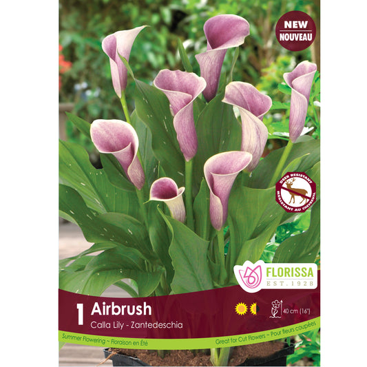 Calla Lily - Airbrush Bulb, 1 Pack