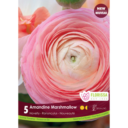 Ranunculus - Amandine Marshmallow Bulbs, 5 Pack