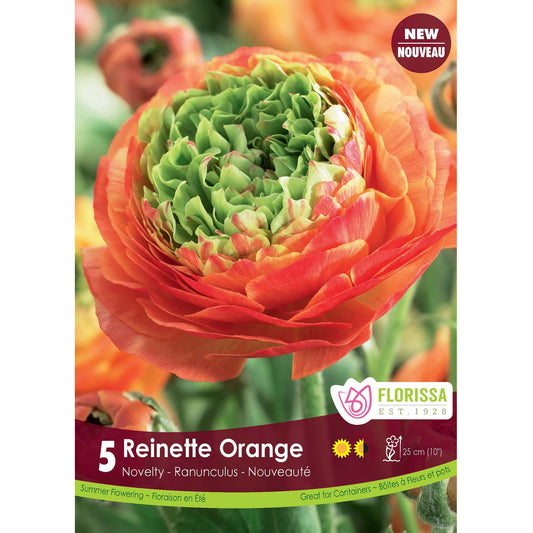 Ranunculus - Reinette Orange Bulbs, 5 Pack