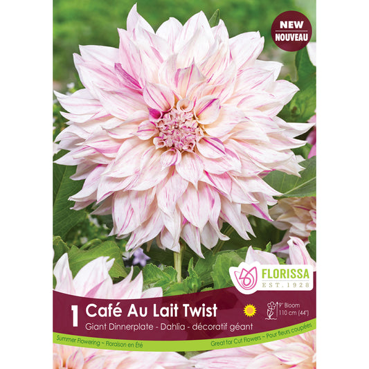 Dahila, Dinnerplate - Cafe Au Lait Royal, 1 Pack
