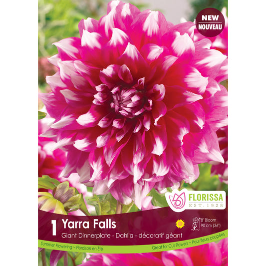 Dahila, Dinnerplate - Yarra Falls, 1 Pack