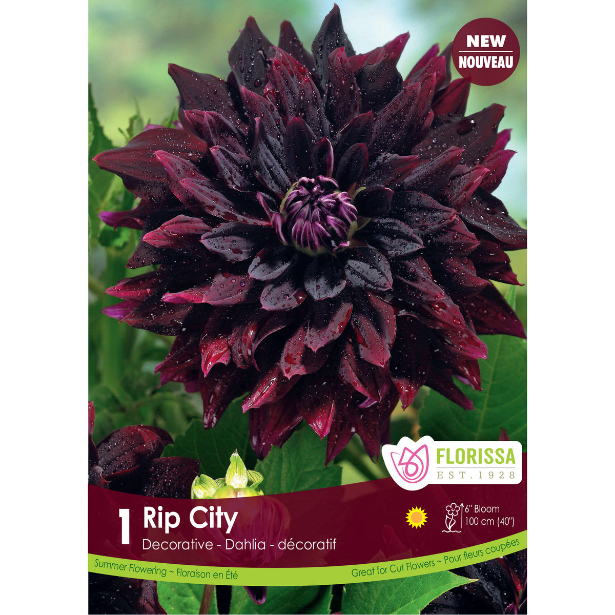 Dahila, Decorative - Rip City, 1 Pack