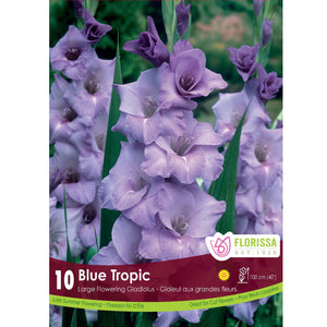 Gladiolus, Novelty - Blue Tropic Bulbs, 8 Pack