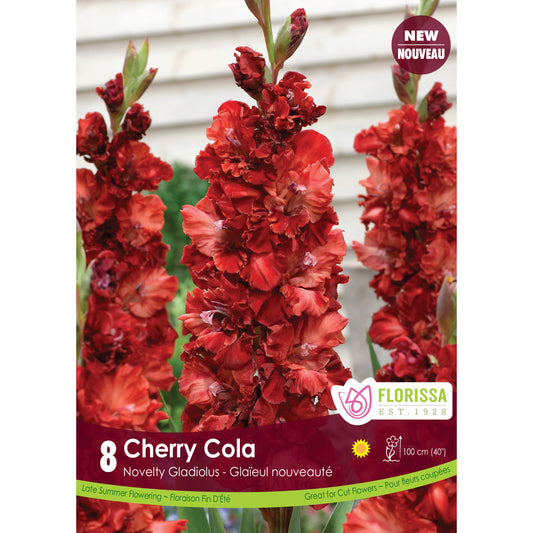 Gladiolus, Novelty - Cherry Cola Bulbs, 8 Pack