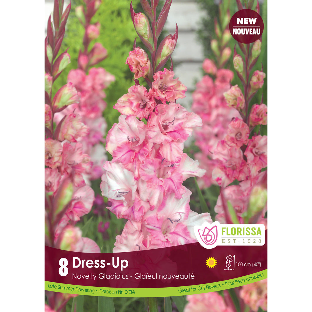 Gladiolus, Novelty - Dress-Up Bulbs, 8 Pack