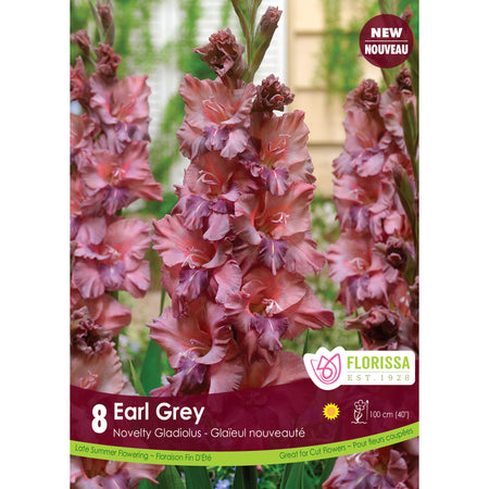 Gladiolus, Novelty - Earl Grey Bulbs, 8 Pack