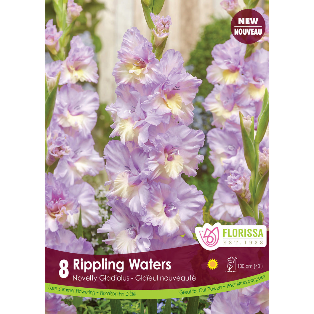 Gladiolus, Novelty - Rippling Waters Bulbs, 8 Pack