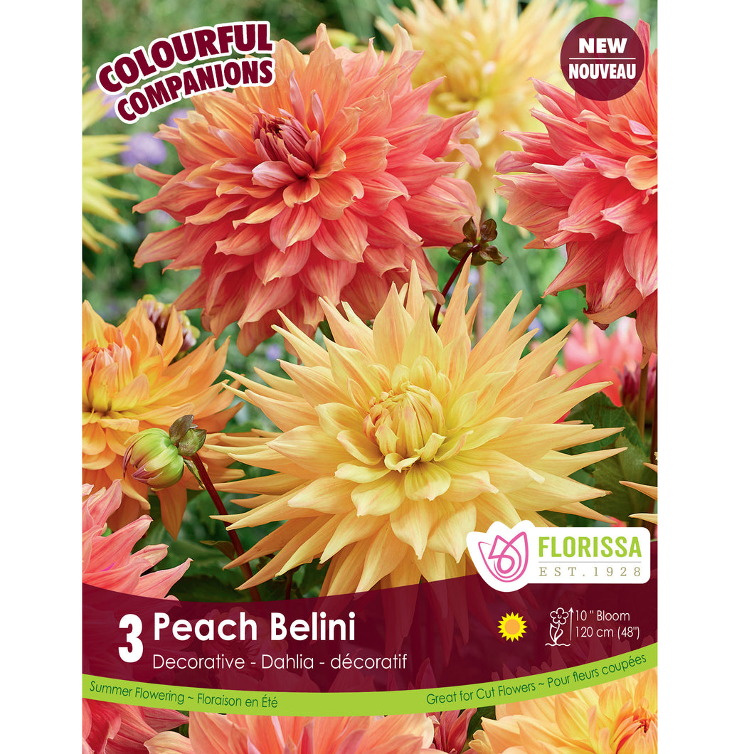Colourful Companions - Peach Bellini Bulbs, 3 Pack