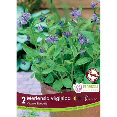 Mertensia - Virginia Bluebells Bulb, 2 Pack