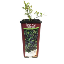 Load image into Gallery viewer, Blueberry, 1 gal, Top Hat
