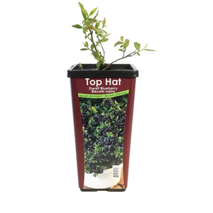 Blueberry, 1 gal, Top Hat