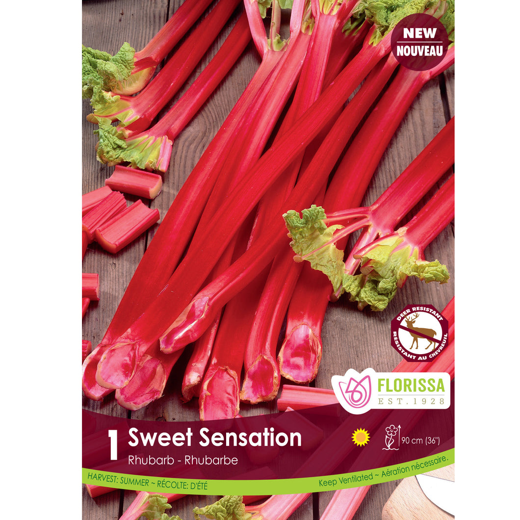 Rhubarb - Sweet Sensation Bulbs, 1 Pack