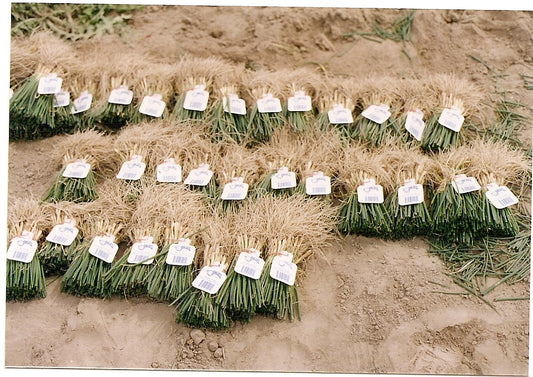 Onion - Walla Walla Starter Plants, 70-85 Pack