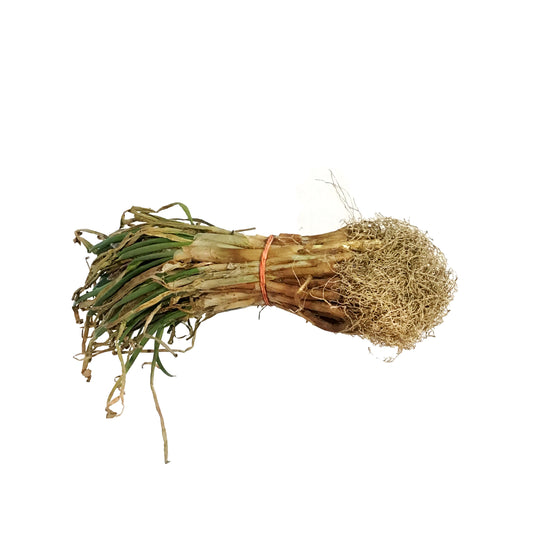 Onion - Walla Walla Starter Plants, 70-85 Pack