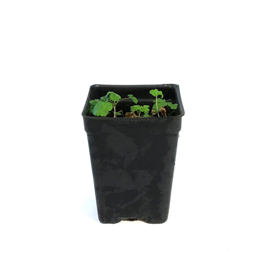 Raspberry, 2.5in, Anna (groundcover)