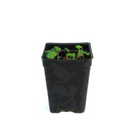 Raspberry, 2.5in, Anna (groundcover)