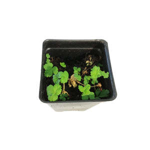 Raspberry, 2.5in, Anna (groundcover)