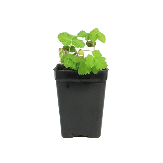 Raspberry, 2.5in, Valentina (groundcover)