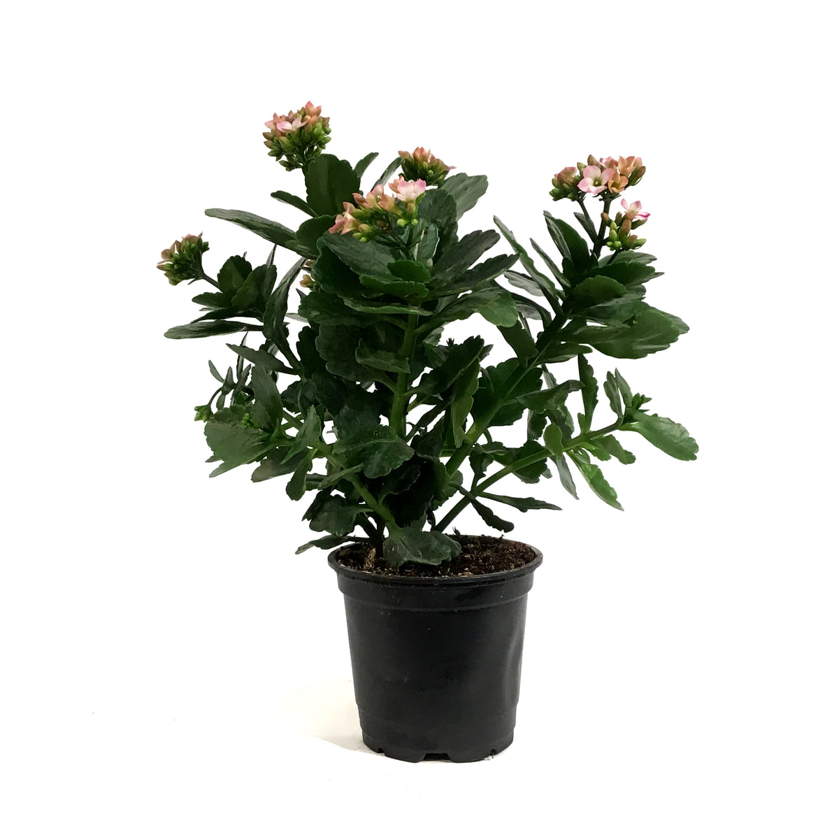 Calandiva Kalanchoe, 4in, Mandala Pink White