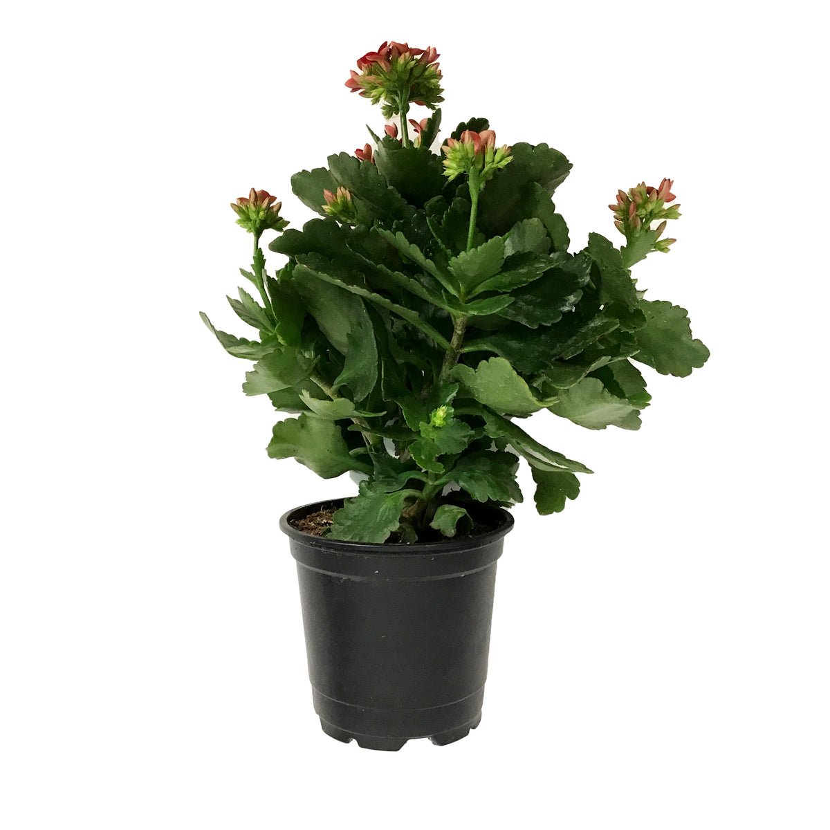 Calandiva Kalanchoe, 4in, Mandala Red
