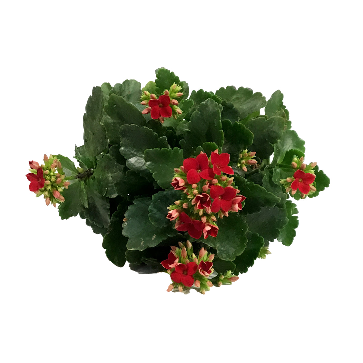Calandiva Kalanchoe, 4in, Mandala Red