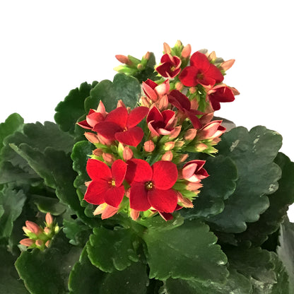 Calandiva Kalanchoe, 4in, Mandala Red