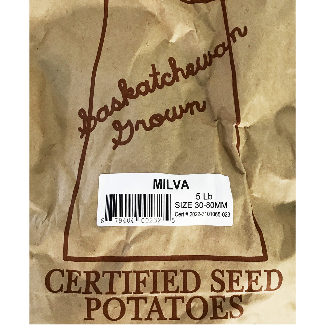 Seed Potato - Milva, 5lb Bag