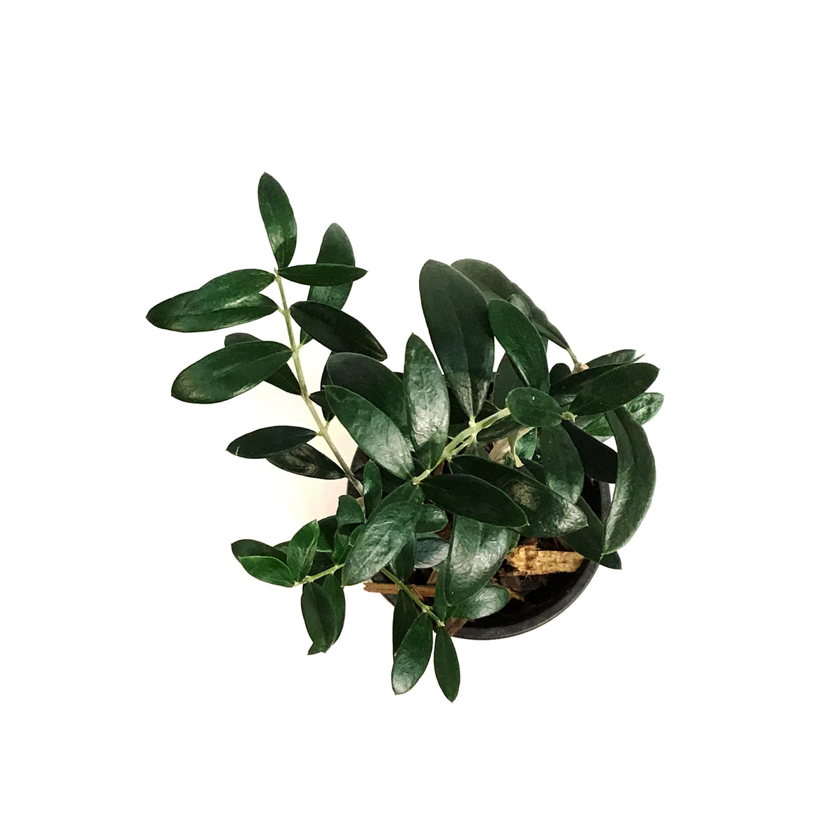 Olive, 9cm