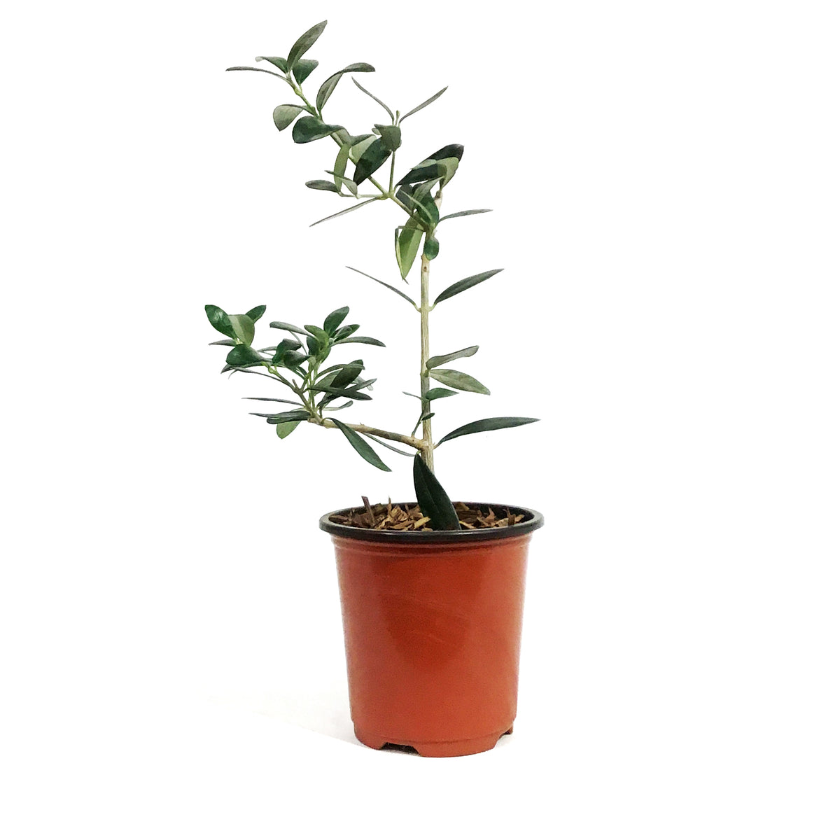 Olive, 9cm